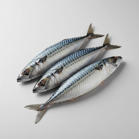 MACKEREL