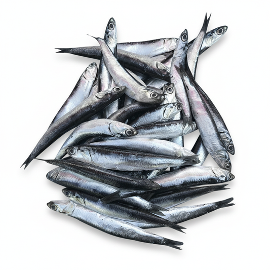 Anchovy fish